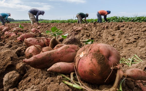 Zoete-aardappeltaart met yoghurt, parmezaan en salie